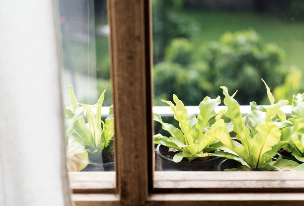 Guide to Wood Windows